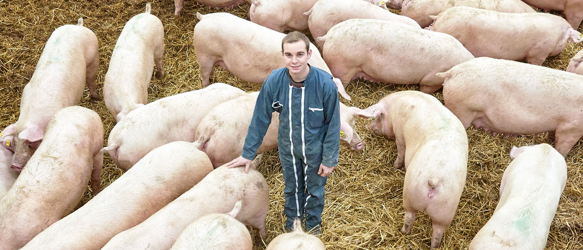 Les Porcs des Hauts Pays - Hauts de France